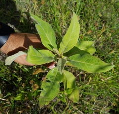 Pluchea carolinensis