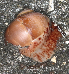 Cryptonatica aleutica