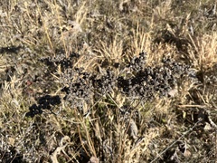 Parthenium integrifolium
