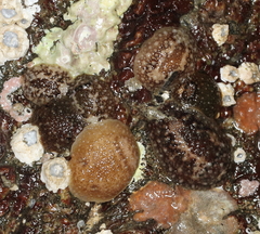 Onchidoris bilamellata