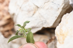Ditaxis serrata