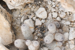 Mammillaria pottsii