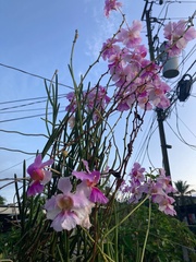 Papilionanthe