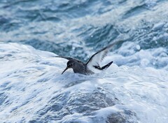 Calidris maritima