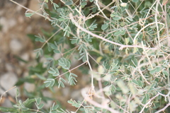 Pomaria melanosticta