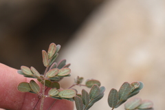 Pomaria melanosticta