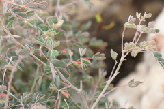 Pomaria melanosticta