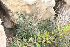 Pomaria melanosticta