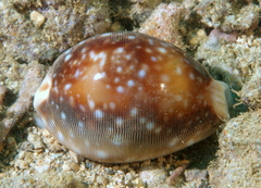 Lyncina vitellus