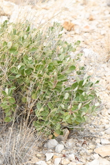 Mandevilla macrosiphon