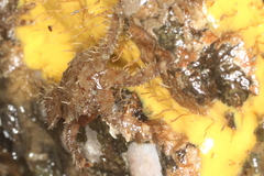 Hapalogaster mertensii
