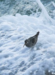 Calidris maritima