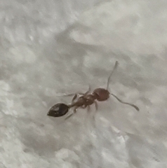 Trichomyrmex destructor