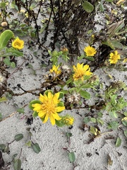 Rayjacksonia phyllocephala