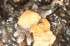 Phyllolithodes papillosus