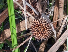 Sparganium americanum