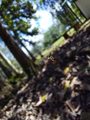 Leucauge