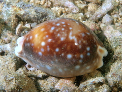 Lyncina vitellus