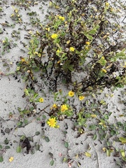 Rayjacksonia phyllocephala