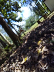 Leucauge