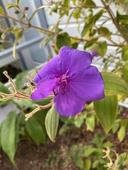 Melastomeae
