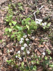 Ageratina jucunda