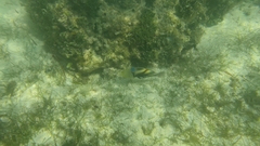 Rhinecanthus aculeatus