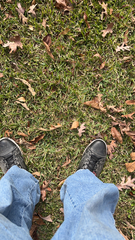 Stenotaphrum secundatum