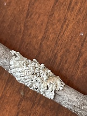Physcia americana