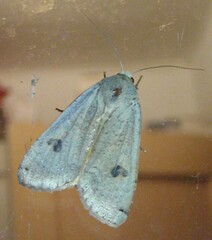 Noctua pronuba