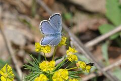 Pseudophilotes baton