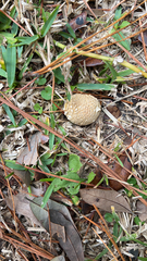 Scleroderma citrinum