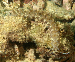 Pteraeolidia semperi