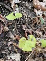 Asarum caucasicum