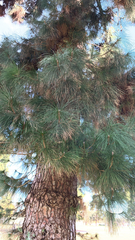 Pinus canariensis