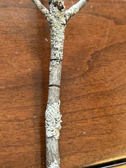Physcia americana