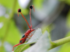 Compsocerus violaceus