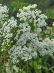 Stevia