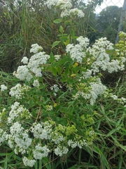 Stevia
