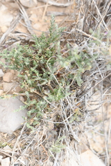 Hebecarpa macradenia