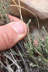 Hebecarpa macradenia