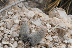 Escobaria dasyacantha