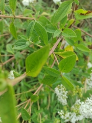 Stevia