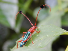 Compsocerus violaceus