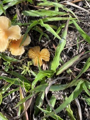 Marasmius vagus