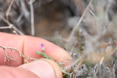 Hebecarpa macradenia