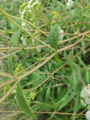Stevia