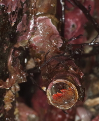 Discorsopagurus schmitti