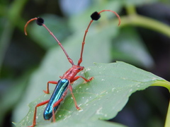 Compsocerus violaceus