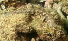 Pteraeolidia semperi